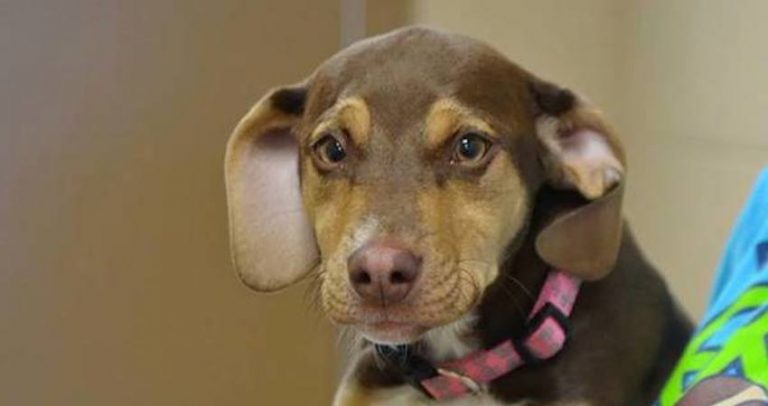 Formerly Abused Dog Saves 3-Year-Old Girl She Finds Freezing Outside