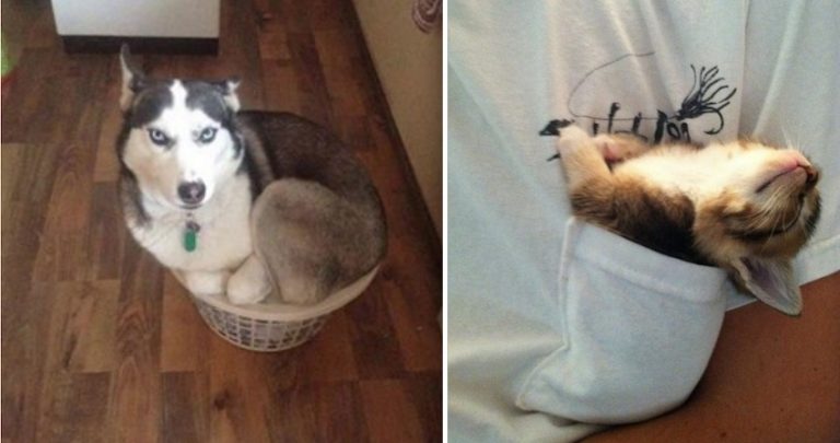 22 Adorable Pets Who Have Found The Oddest Places To Sit