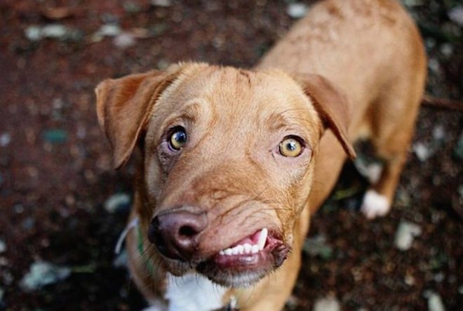 Dog Nobody Wanted Hopes To Find A Family Who Will Accept Him Just The Way He Is