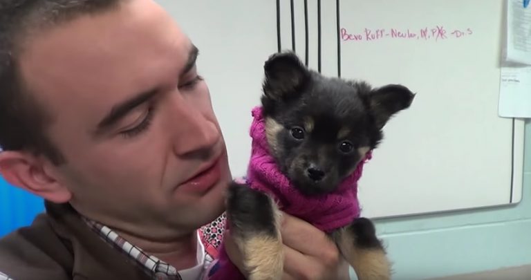 Tiny Puppy Found Abandoned With Broken Leg Melts The Hearts Of Everyone She Meets