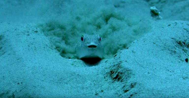 puffer fish mating