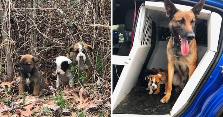 k9 rescues puppies