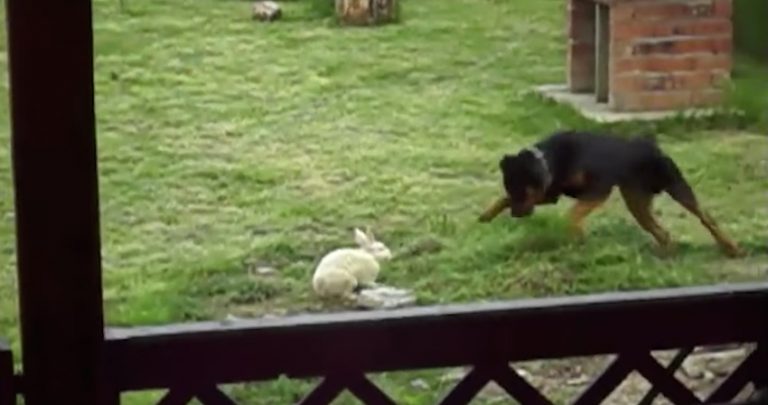 Rottweiler Runs Into Backyard To Play With Bunny Rabbit