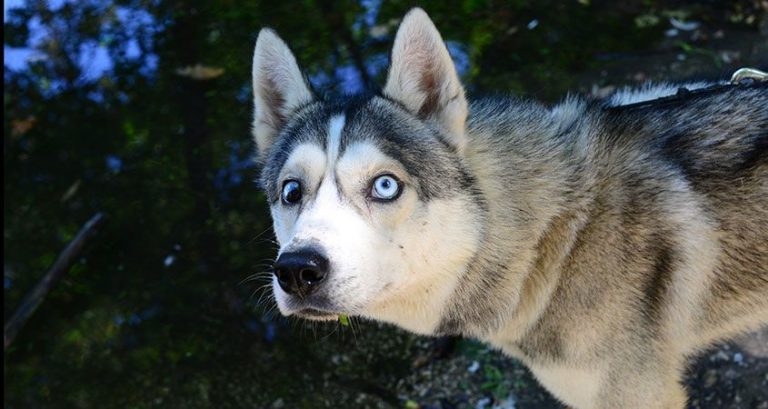 Neighbor Who Terrorized Dog For Months Gets What’s Coming To Him