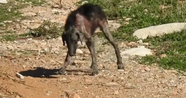 Feral Dog Scrounging For Food Until The Right People Finally Noticed Her