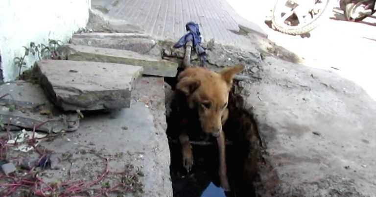 Severely Wounded Dog Collapsed In Sewage Drain On Brink Of Death Until Rescuers Found Her