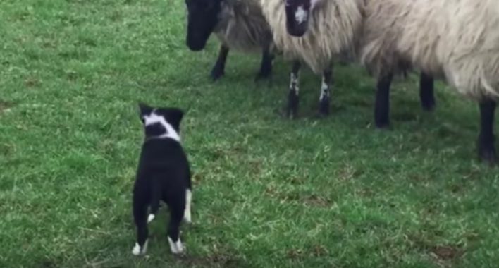 sheep dog puppy