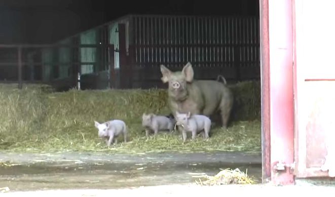 sow and piglets