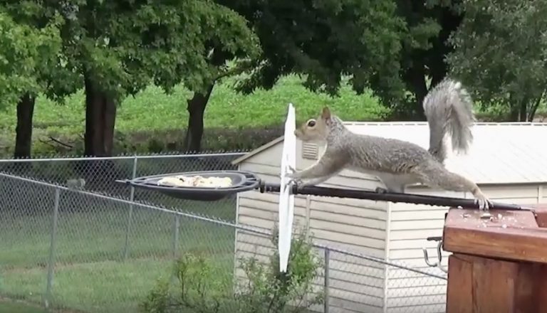 squirrel outsmarts birdfeeder