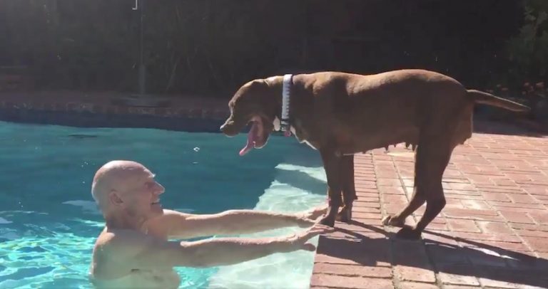 Patrick Stewart Fosters Pit Bull Who Quickly Makes Herself Right At Home