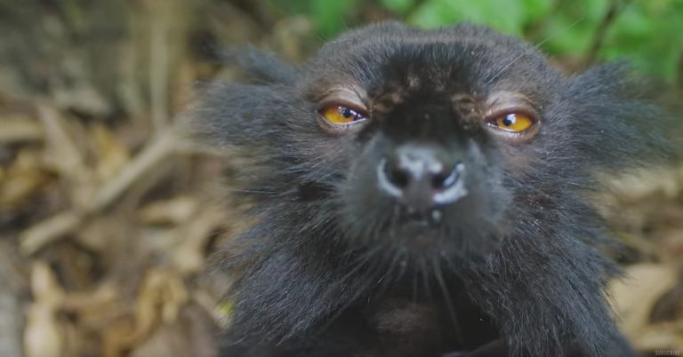 lemur