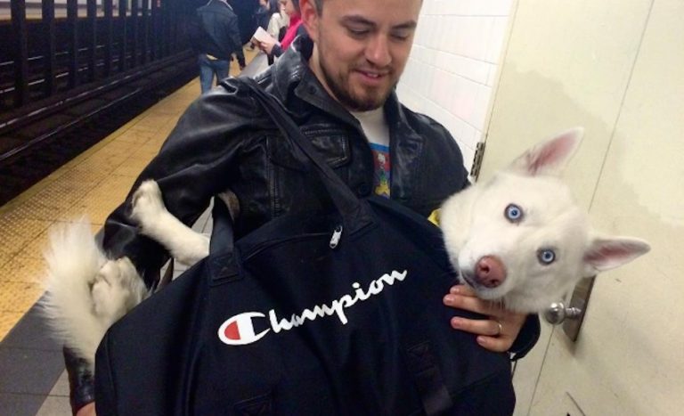 subway dogs