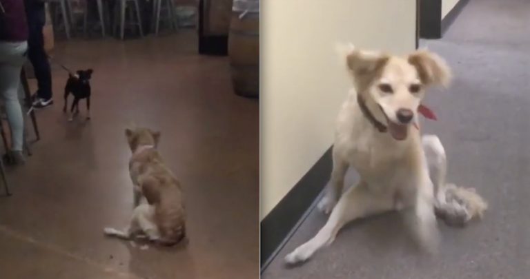 Disabled Dog Is So Excited To Meet A New Friend