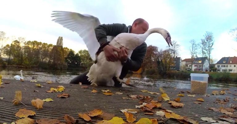 man rescues swan