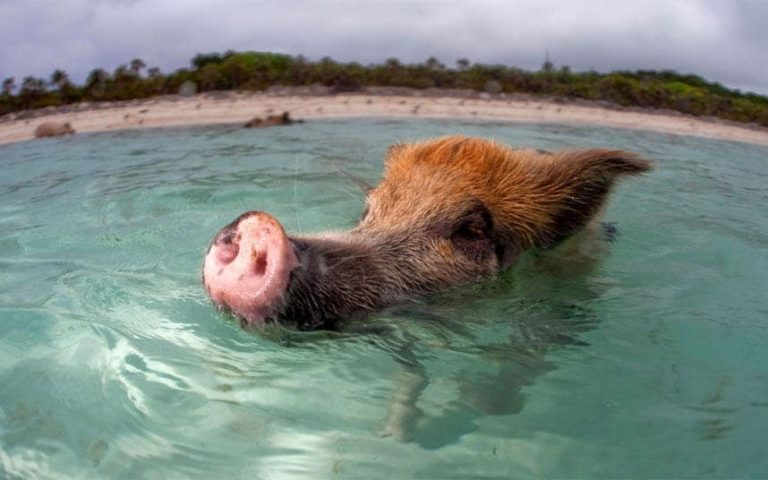 Tourists Blamed For Deaths Of Several Of The Exuma Island’s Famous Swimming Pigs