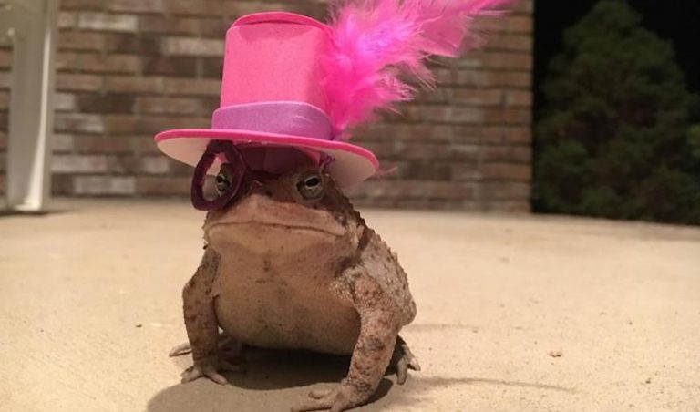toad with hat