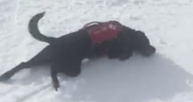 Avalanche Rescue Dog Unwinds By Sliding Down Mountain Slope