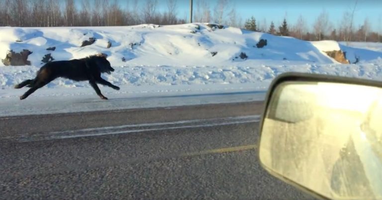wolves on highway