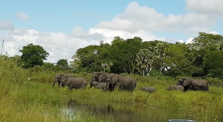 Frightened Elephant Fights Crocodile Snapping At His Trunk
