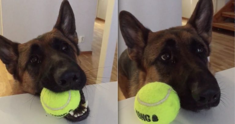 German Shepherd Makes It Crystal Clear He Is Ready For Playtime