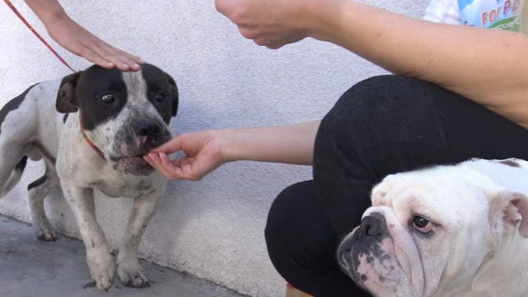 Injured Pit Bull Gets Scared Of Rescuers, But A Cheeseburger Changes His Mind