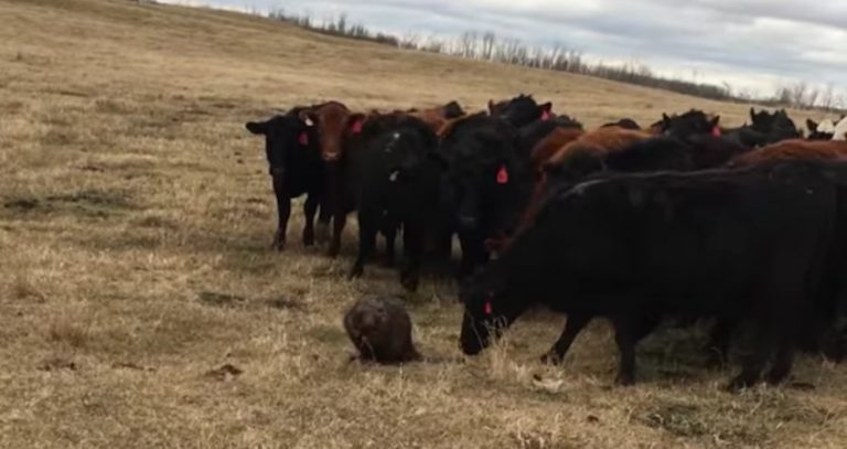 beaver and cattle