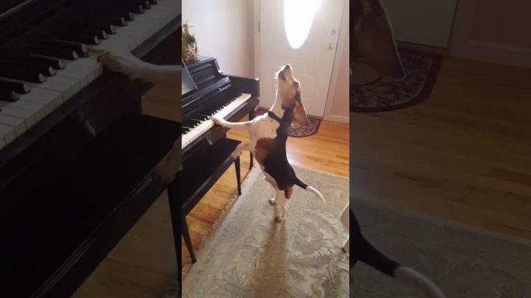 Adorable Rescue Beagle Plays Piano While Singing The Blues