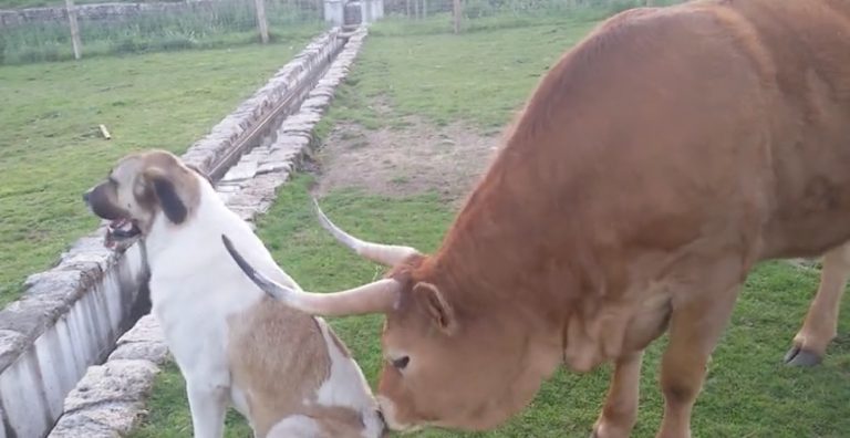 Cow Affectionately Grooms Her Best Friend