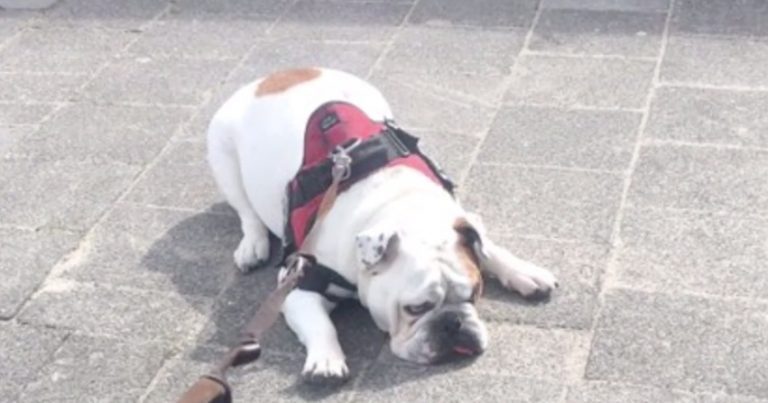 Bulldog Refuses To Complete His Walk For Hilarious Reason