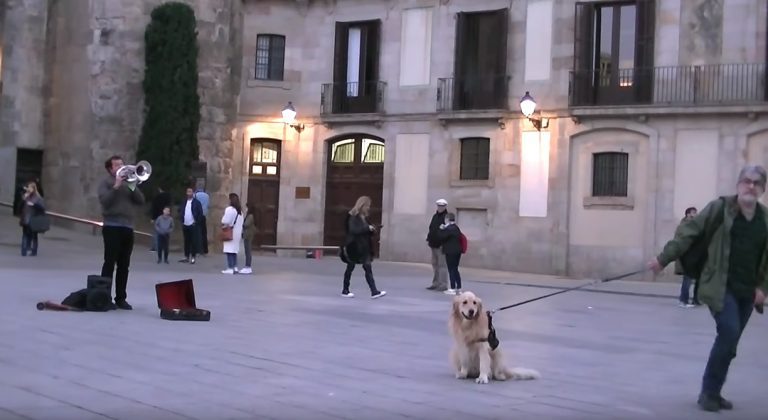Music-loving Dog Refuses To Budge Until Street Performer Finishes Playing Song