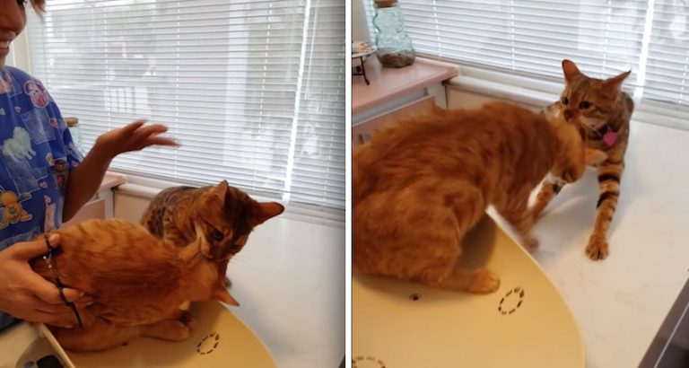 cats at vet