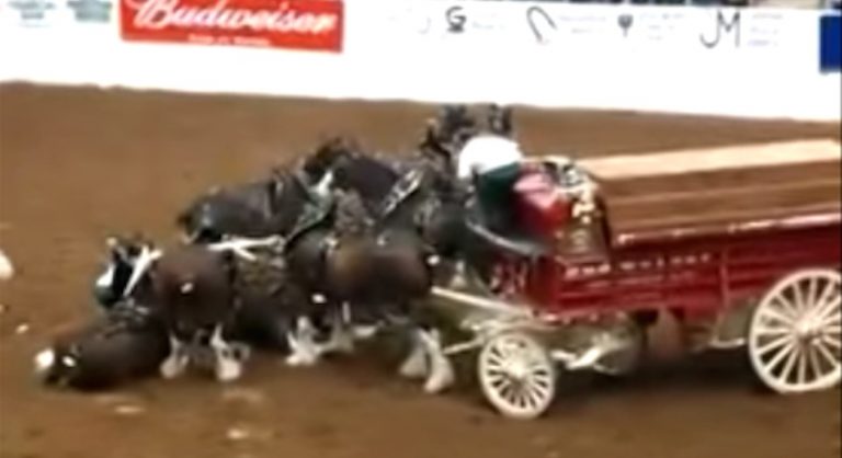 Clydesdale Horses Fall During A Show, But Amaze The Audience With What They Do In The Aftermath