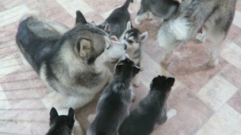 Siberian Husky Dad Adorably Plays With His Puppies For The First Time