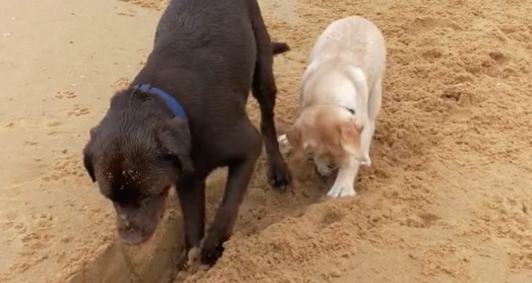 digging in the sand
