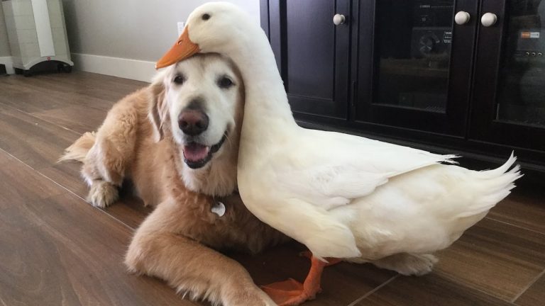 dog and duck friendship