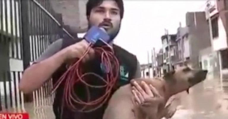 TV Reporter Stops Live Coverage To Rescue Dog From Flood