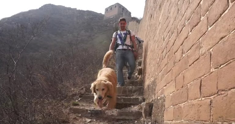 dog hikes Great Wall of China