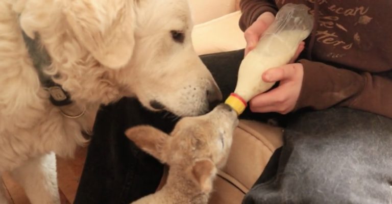 lamb feeding