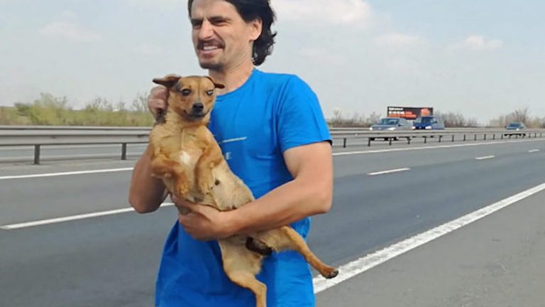 Veterinarian Saves Abandoned Dog From Middle Of Busy Highway