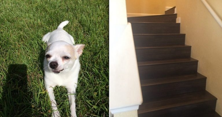 dog DIY solution stairs