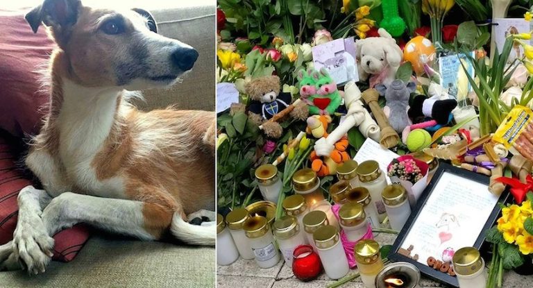 One Man’s Kind Gesture For Dog Killed In Terrorist Attack Grows Into Touching Memorial