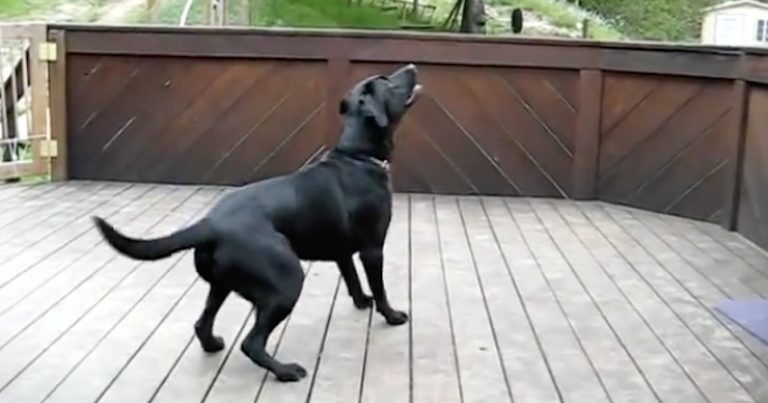 Surprise Gift Is Dream Comes True For One Lucky Dog