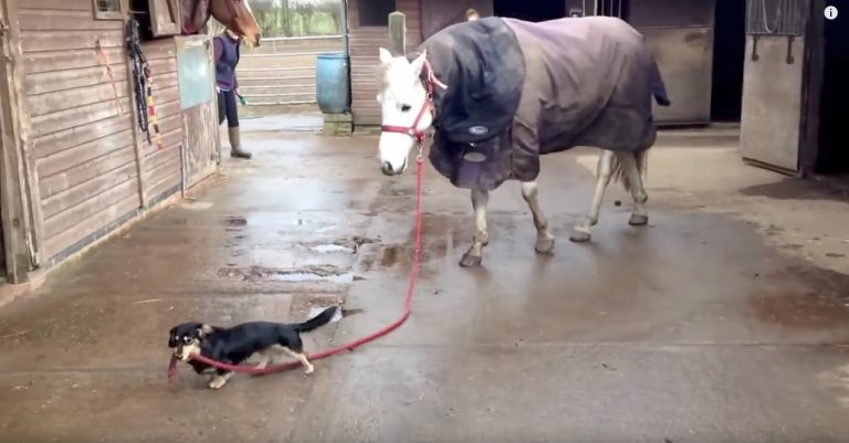 Adorable Dachshund Takes His Best Friend For A Walk