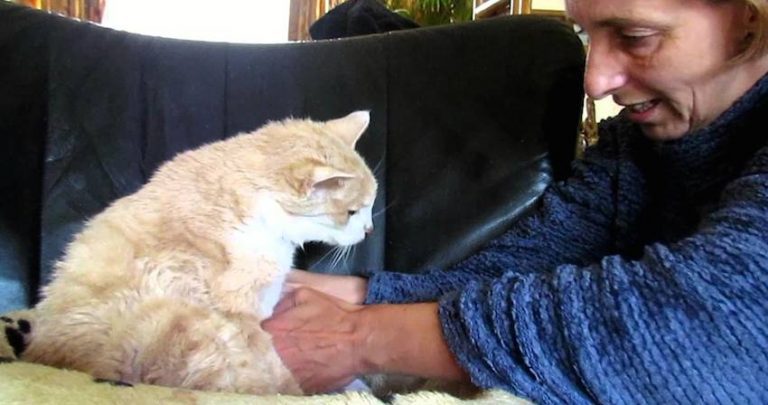 elderly cat care