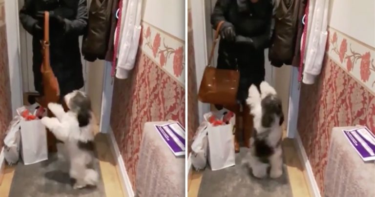 Little Dog Dances With Excitement When Her Mom Comes Home