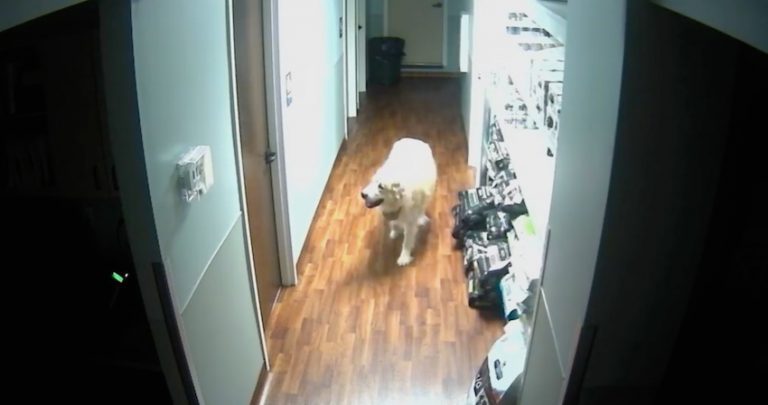 General dog escapes animal hospital