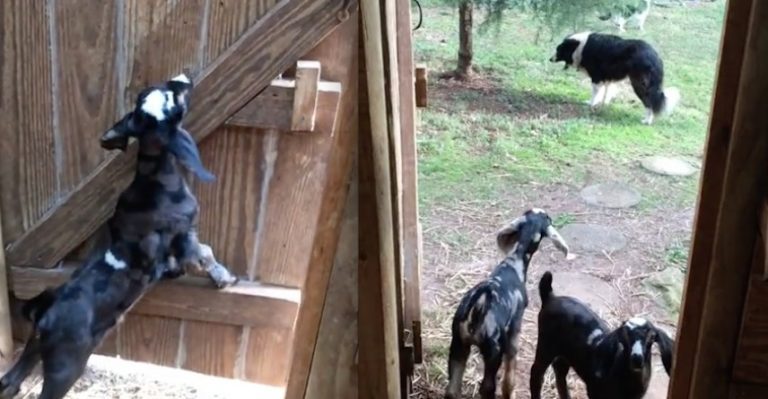 Naughty Baby Goats Escape Barn Only To Get Stopped In Their Tracks By Dog