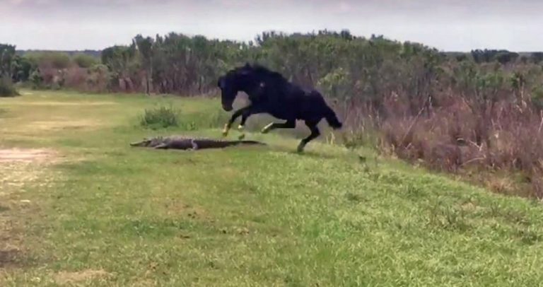 horse stomps alligator