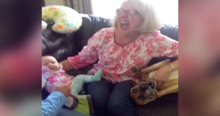 Funny Dog Wants To Get Grandma’s Attention