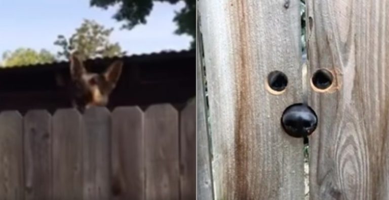 Neighbor’s Dog Kept Jumping To Peek Over Woman’s Fence, So She Comes Up With Clever Solution